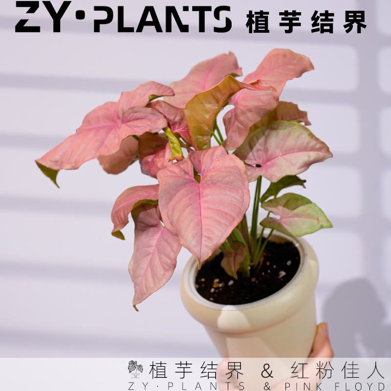 「植芋结界」红粉佳人合果芋育苗盆INS风稀有桌面热带观叶植物盆栽