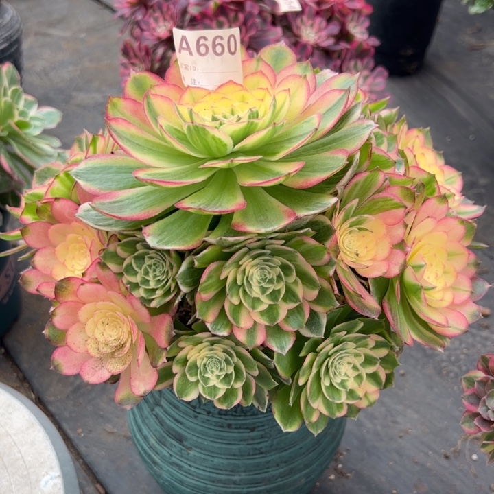 660海鲜25厘米左右