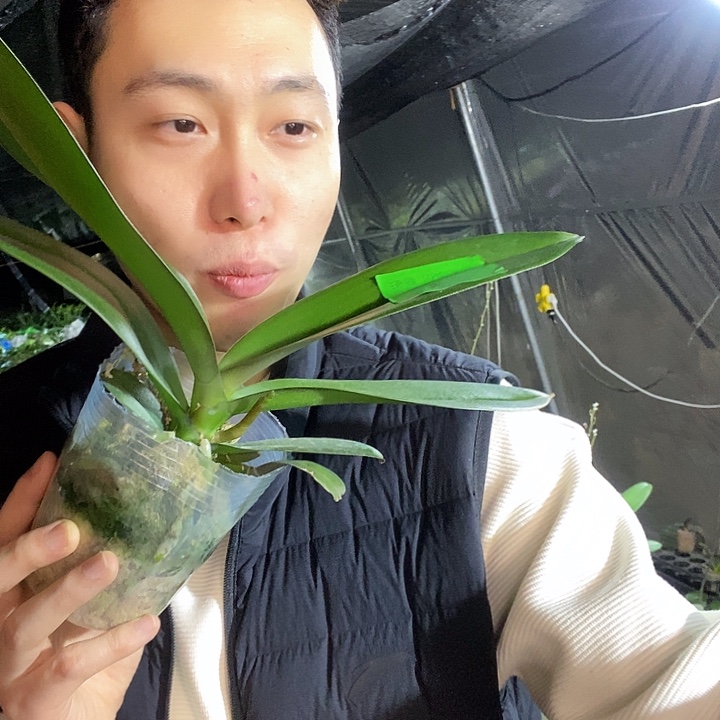 无花朵金龙蝴蝶兰