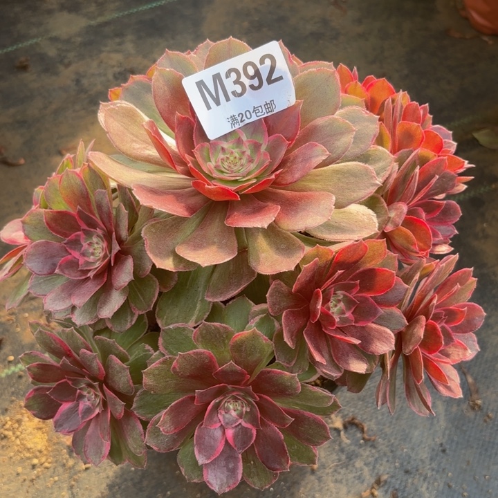 瑞妈多肉植物，192.莲花座