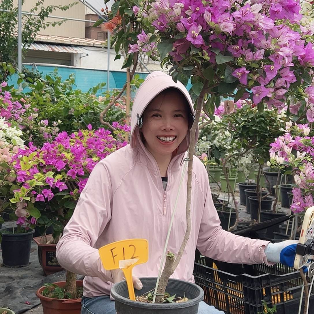 L***a大部分花苞少量开放F12雪紫