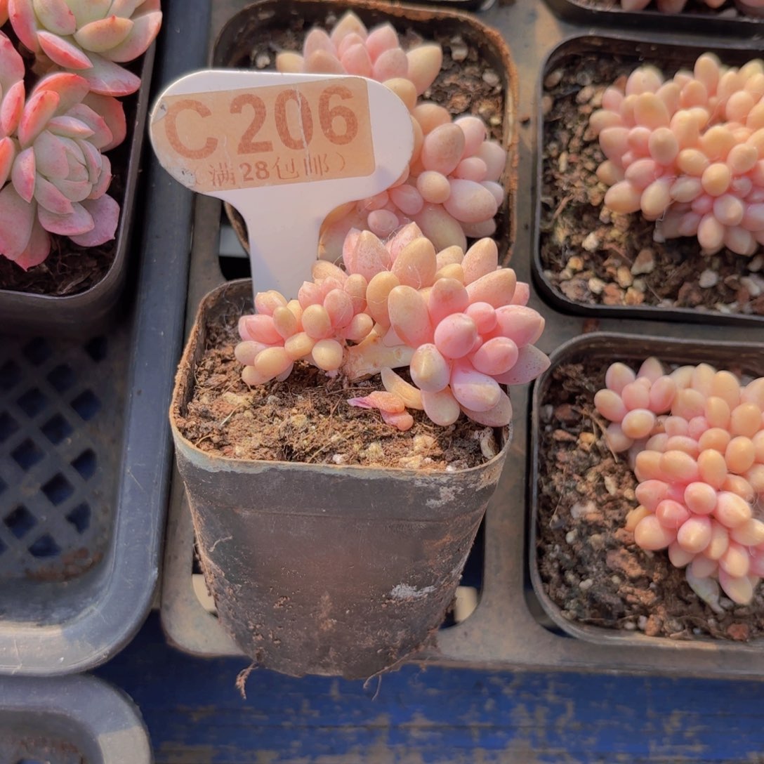 C206星黛露一物一拍