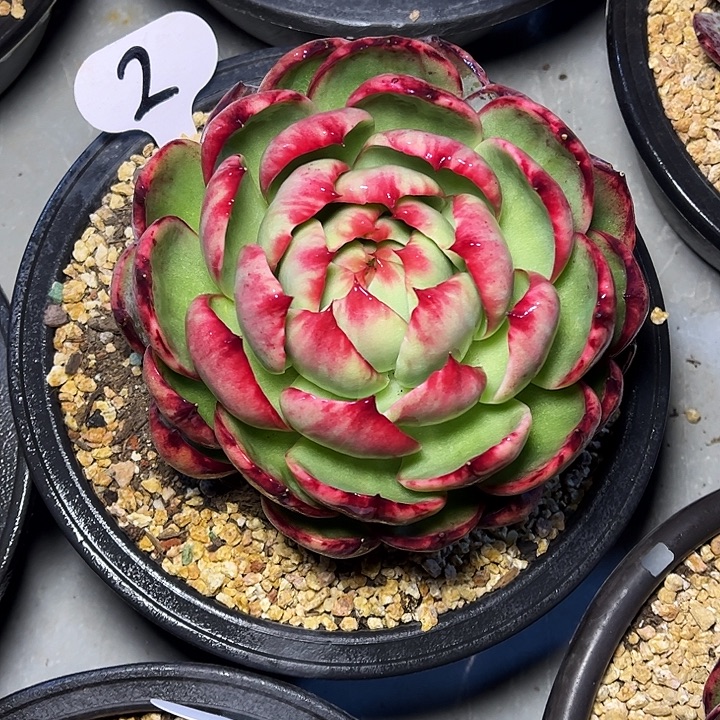 温***窝惊鸿仙子，一物一拍