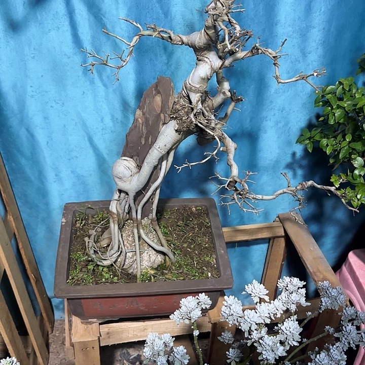 阿***）无花朵哈哈哈哈哈