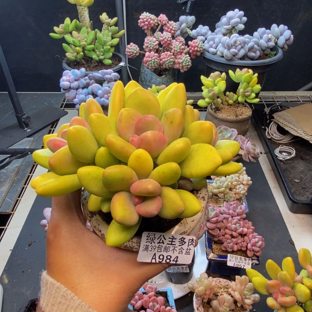 984芒果奶多肉11c m
