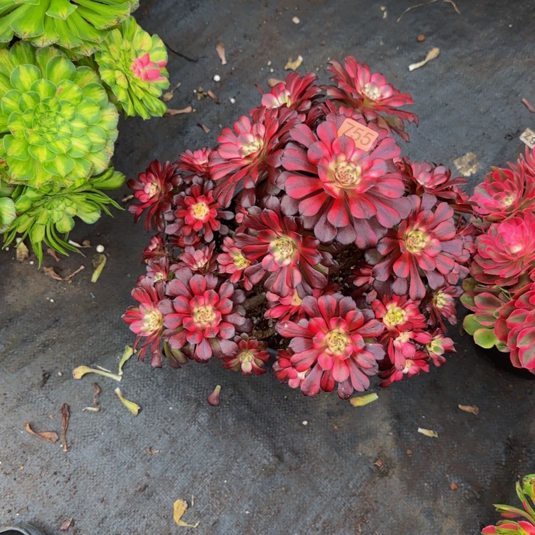 若***松455➕保温度1111多肉