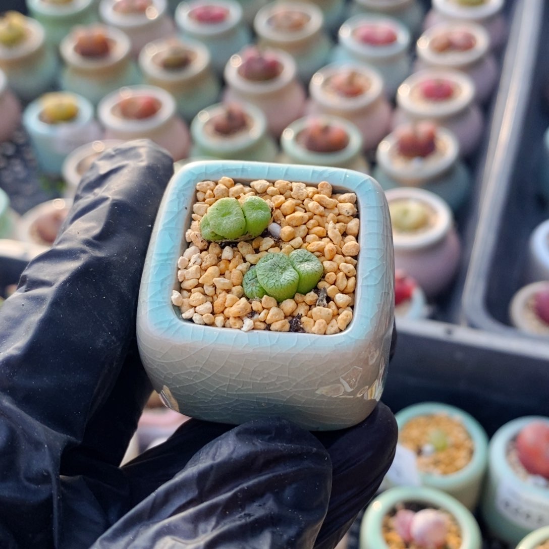 4300-－一物一拍 带盆