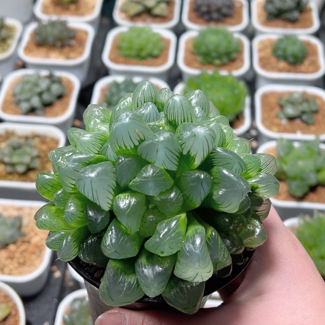 翠玉露群多肉植物