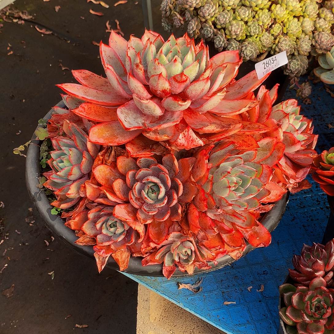 胖***子    赫拉多肉26034