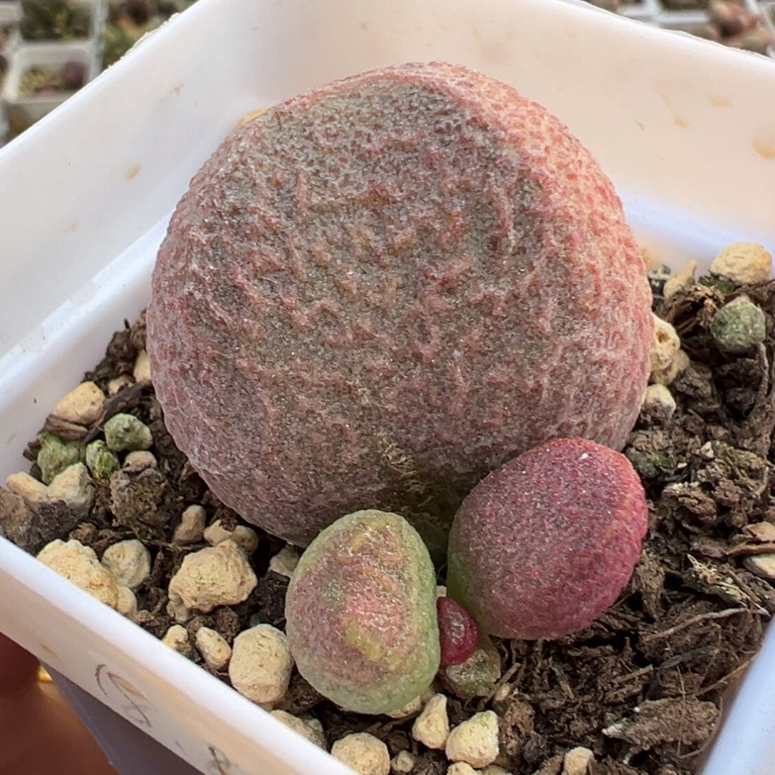 红烧肉叶插苗多肉植物