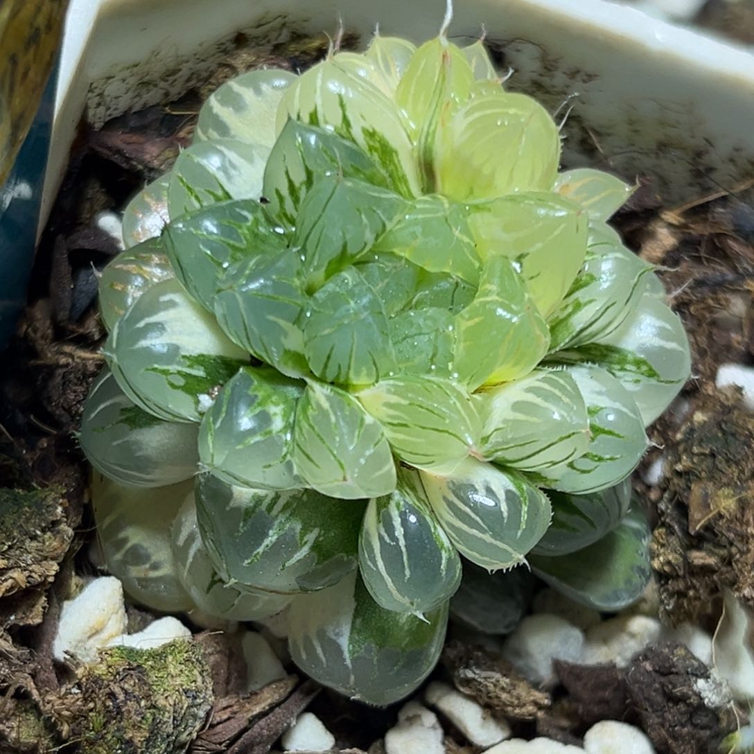 恭喜发财大吉大利0058