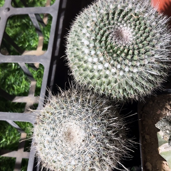 单头黄花玉zzzzzzzzz