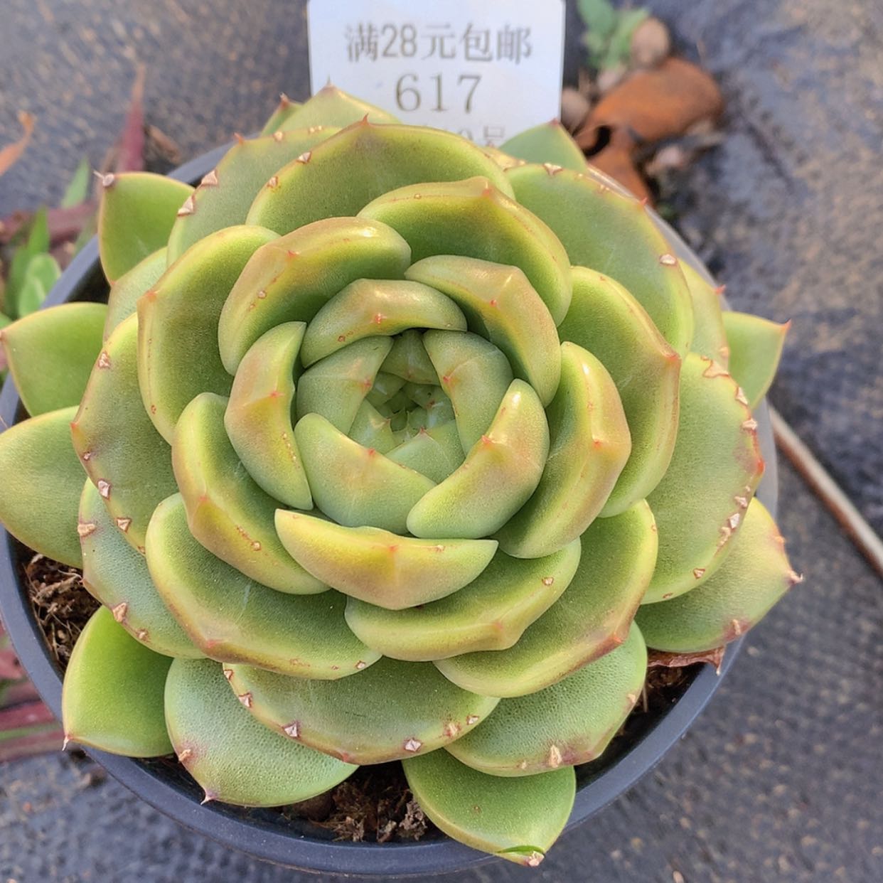 【闪购商品】云617号