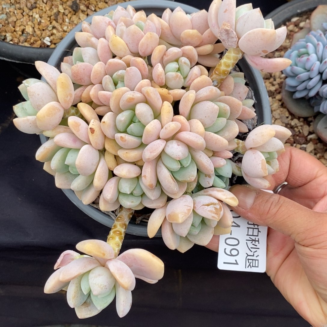 两单包邮1104-91露凝香