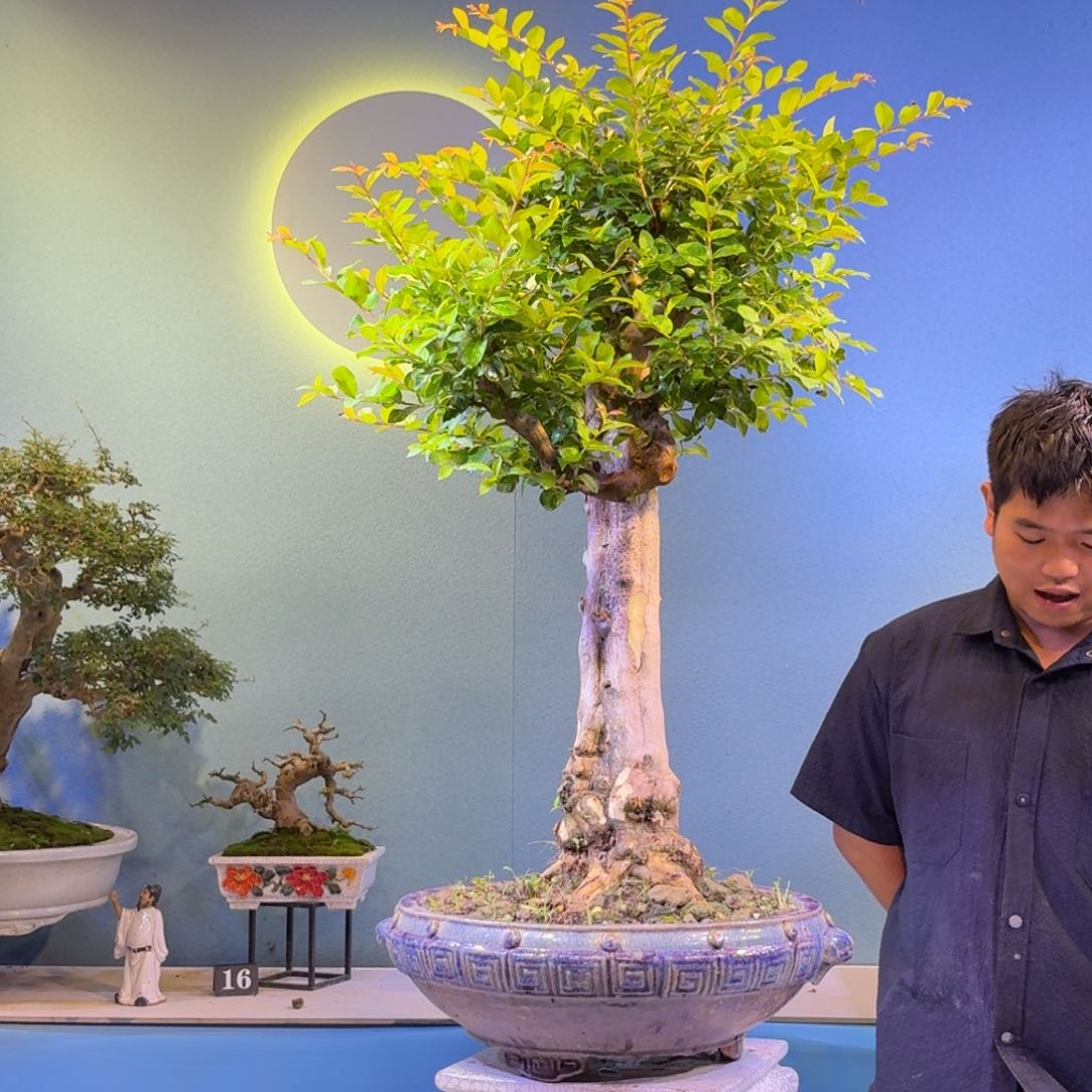 用***5无花朵紫薇一物一拍