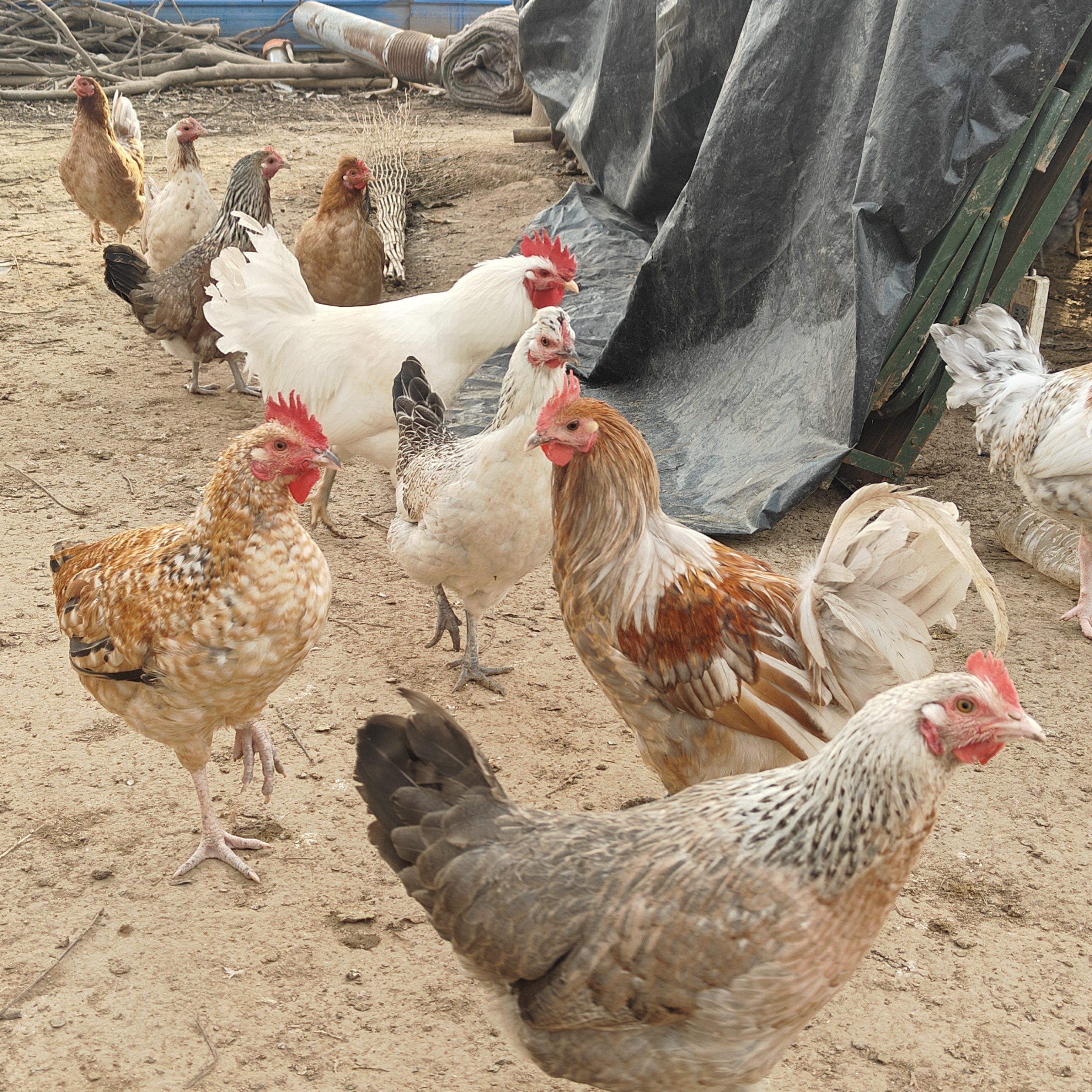 散养柴鸡  公鸡母鸡都有  福利价拍两只京东包邮 包冰率不含冰