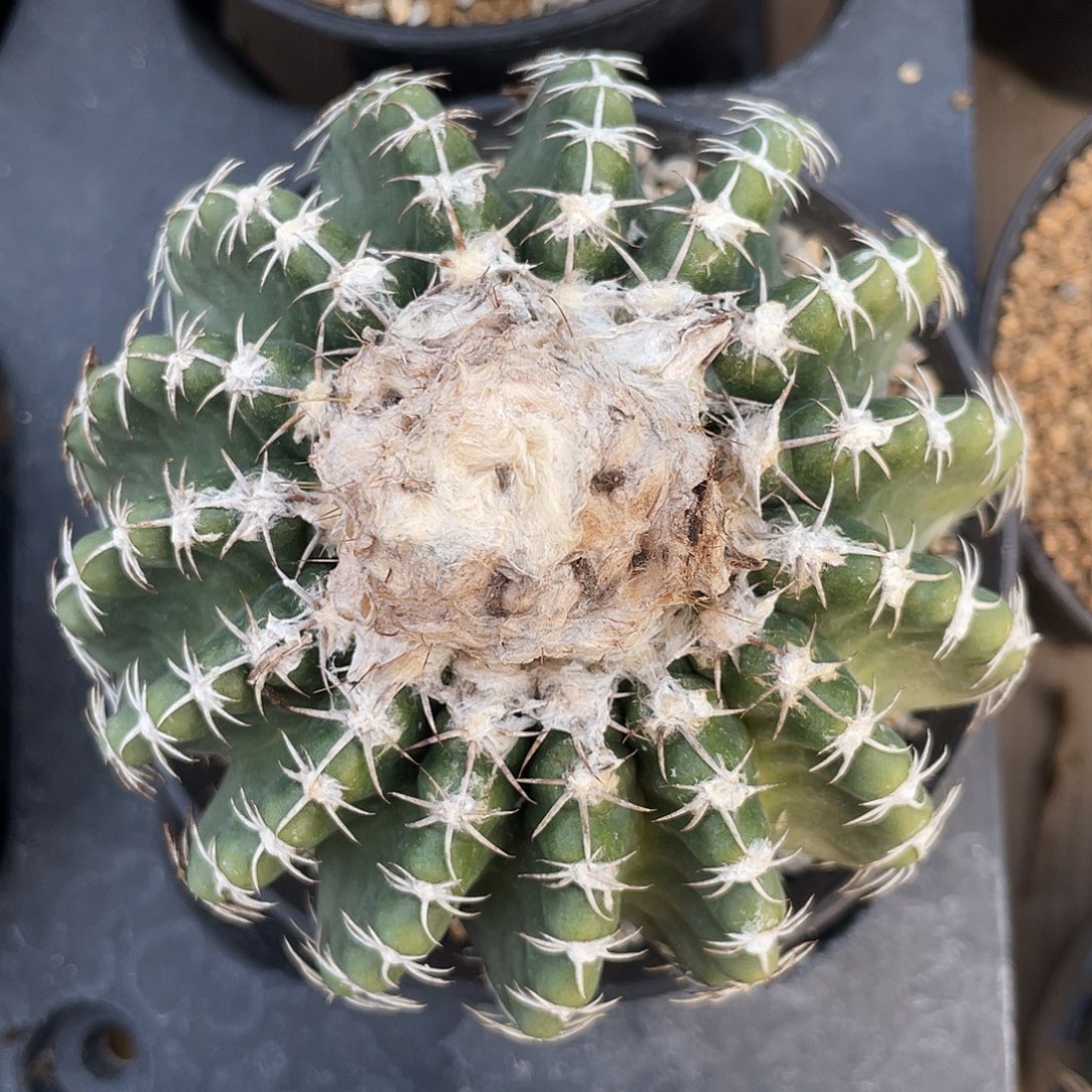 仙人球圆盘玉属奇特球实生8.5厘米