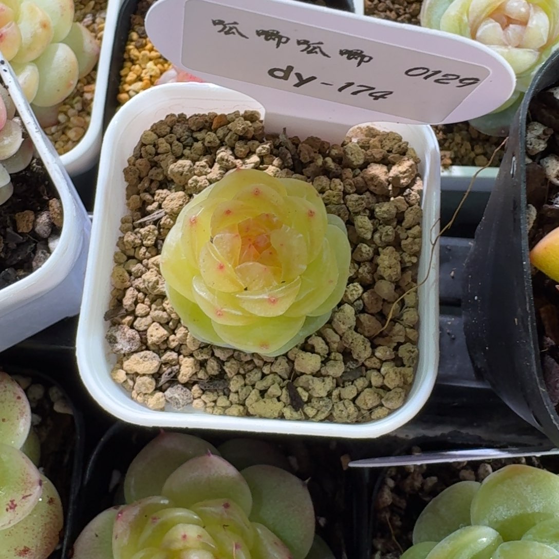 0129-0174-素素一颗