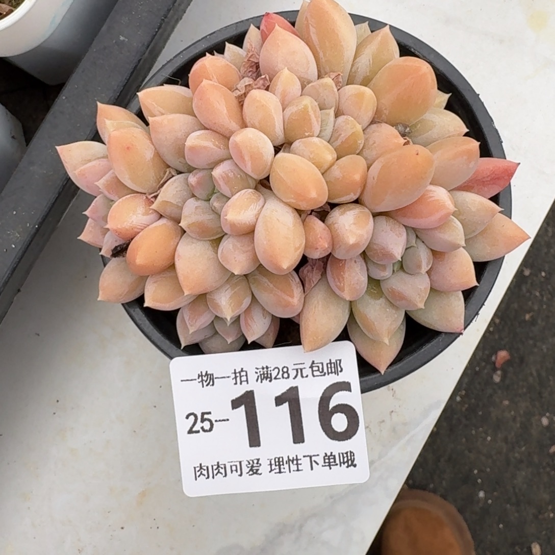 星空美人无盆土发货无盆
