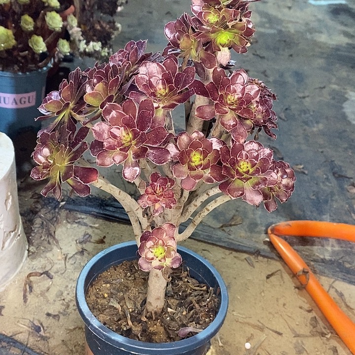 黑法2多肉植物法师法师