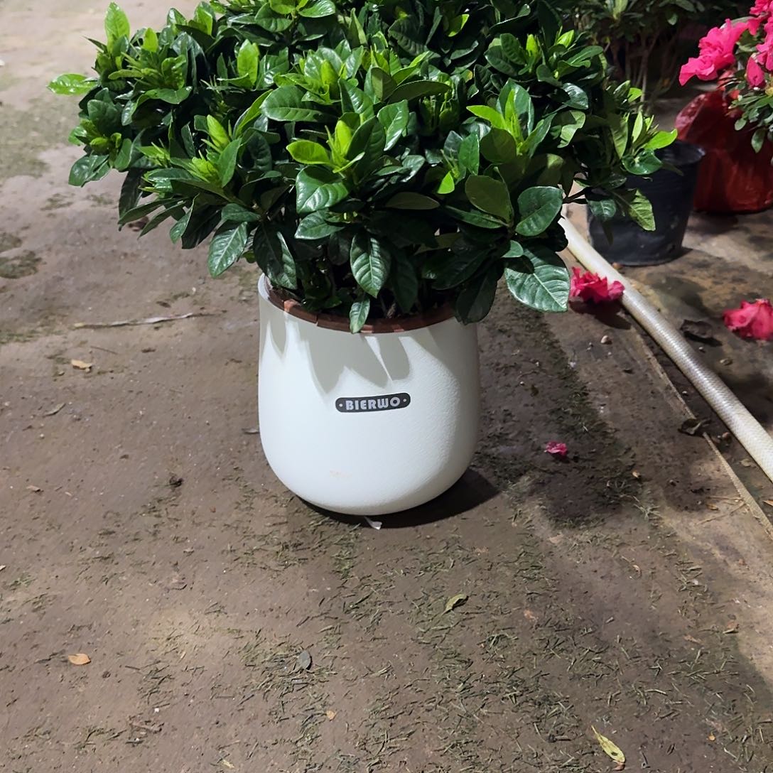 完全开放栀子花带人