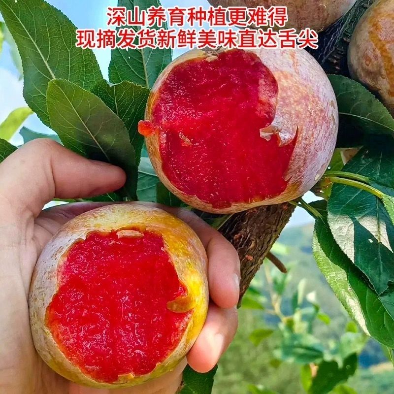 正宗钱排红心三华李李子酸脆爽口顺丰包邮2斤3斤5斤广东省