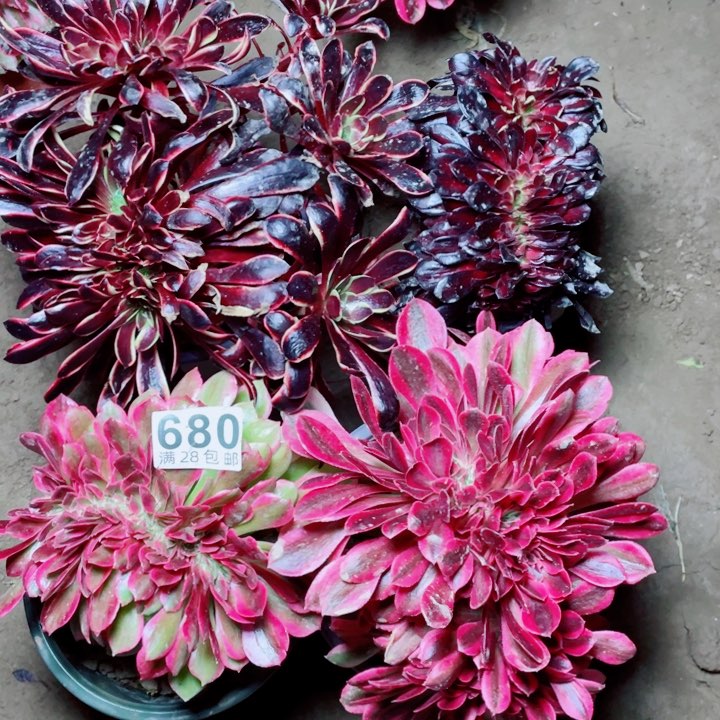 多肉植物组合680