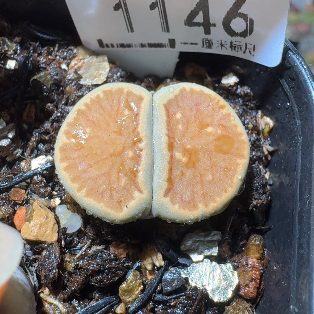 Sss清清清货卖1146