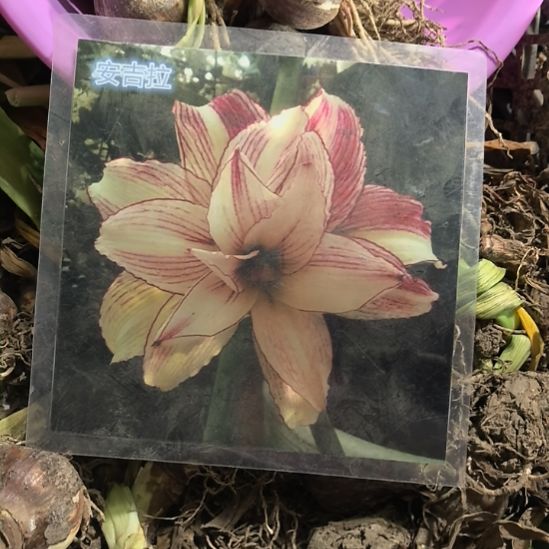 当前无花栽培后可以开花安吉拉5厘米残次球