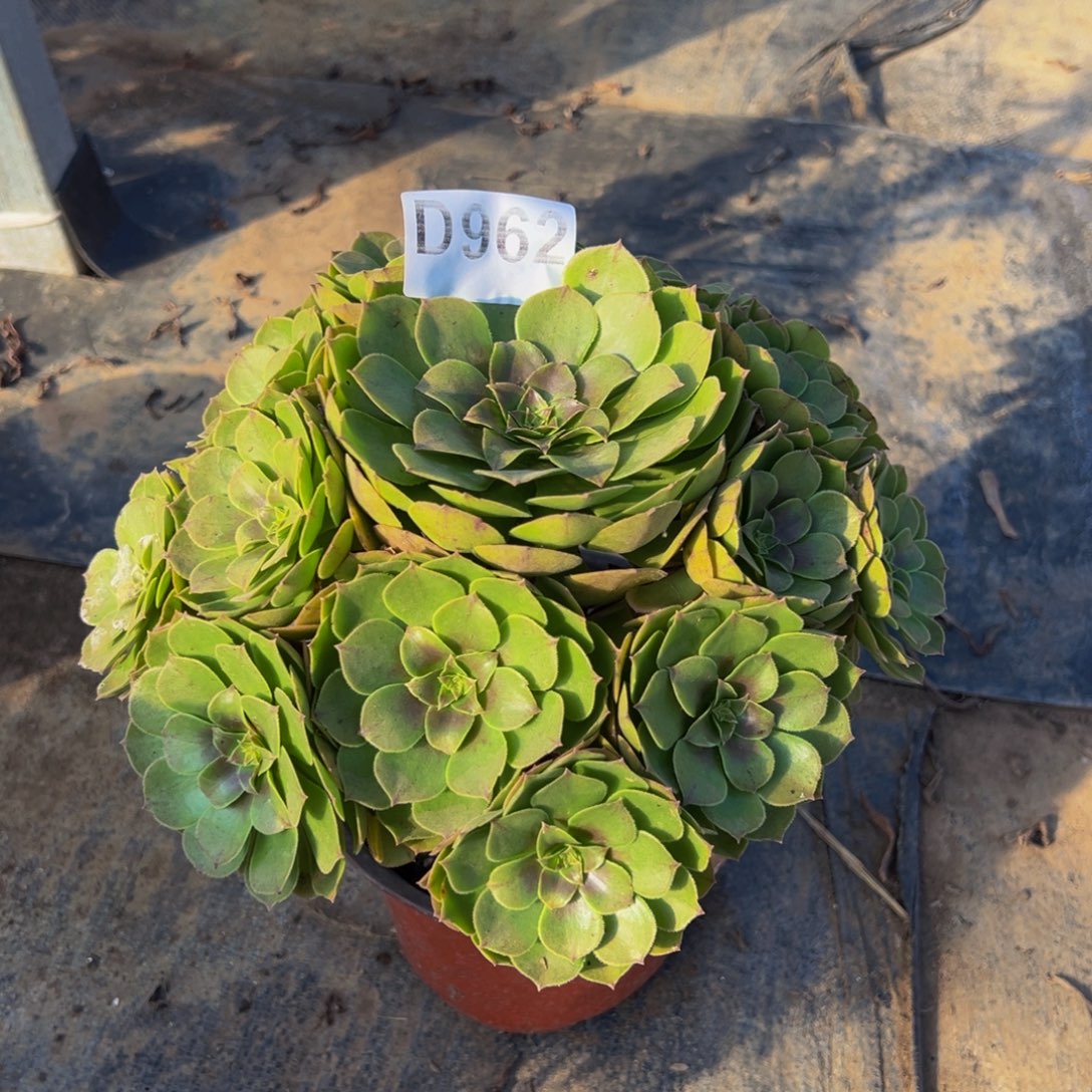 娇***头无花朵万圣节法师962