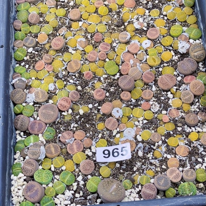 965 生石花一物一图如图