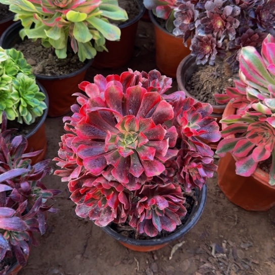 美杜莎9.9多肉植物