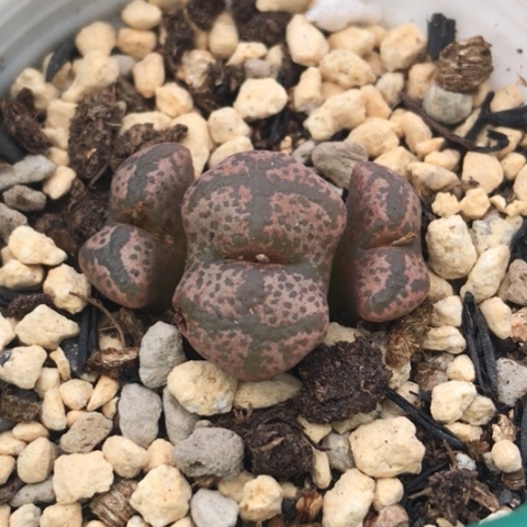 多肉肉锥 猴脸纹勋章