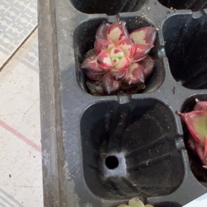 乌木石化锦多肉植物