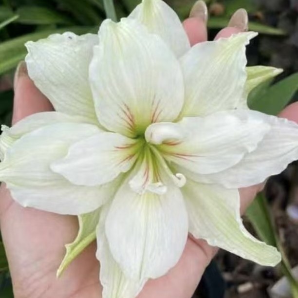 朱顶红【Bao Qud】越朱 只包对版，不包后期养护