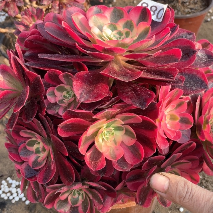 880多肉植物美杜莎