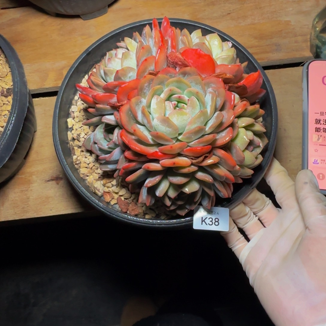 k k k k k k k k 38