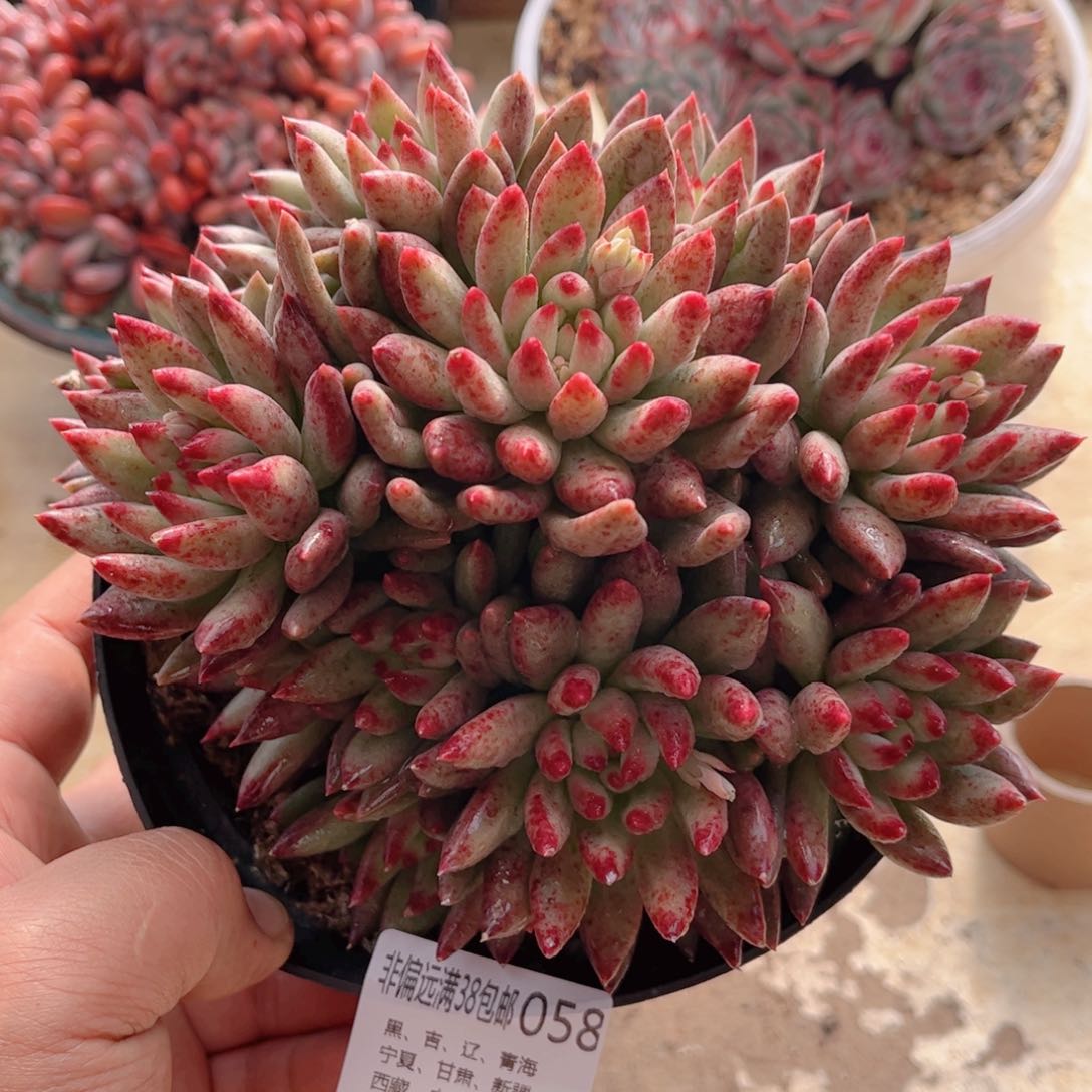 058二代虞美人德华多肉