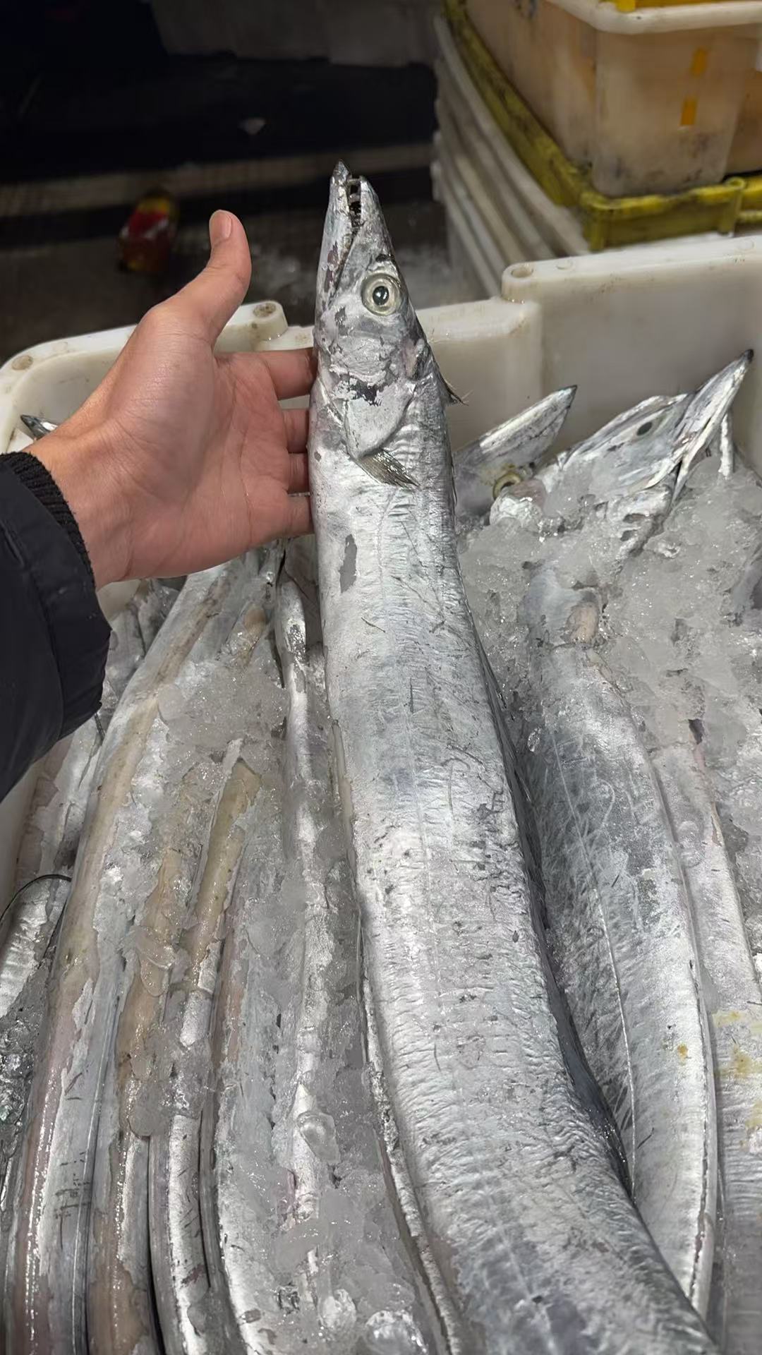 【5斤油带鱼】正宗济州岛油带鱼5斤3-4条  顺丰冷链包邮