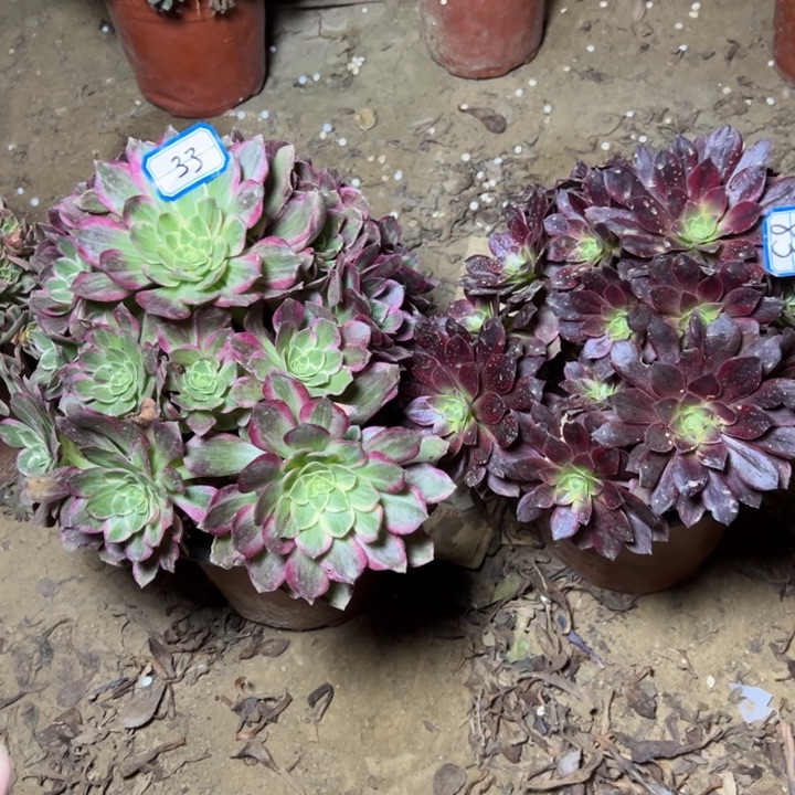 多肉植物两个法师83