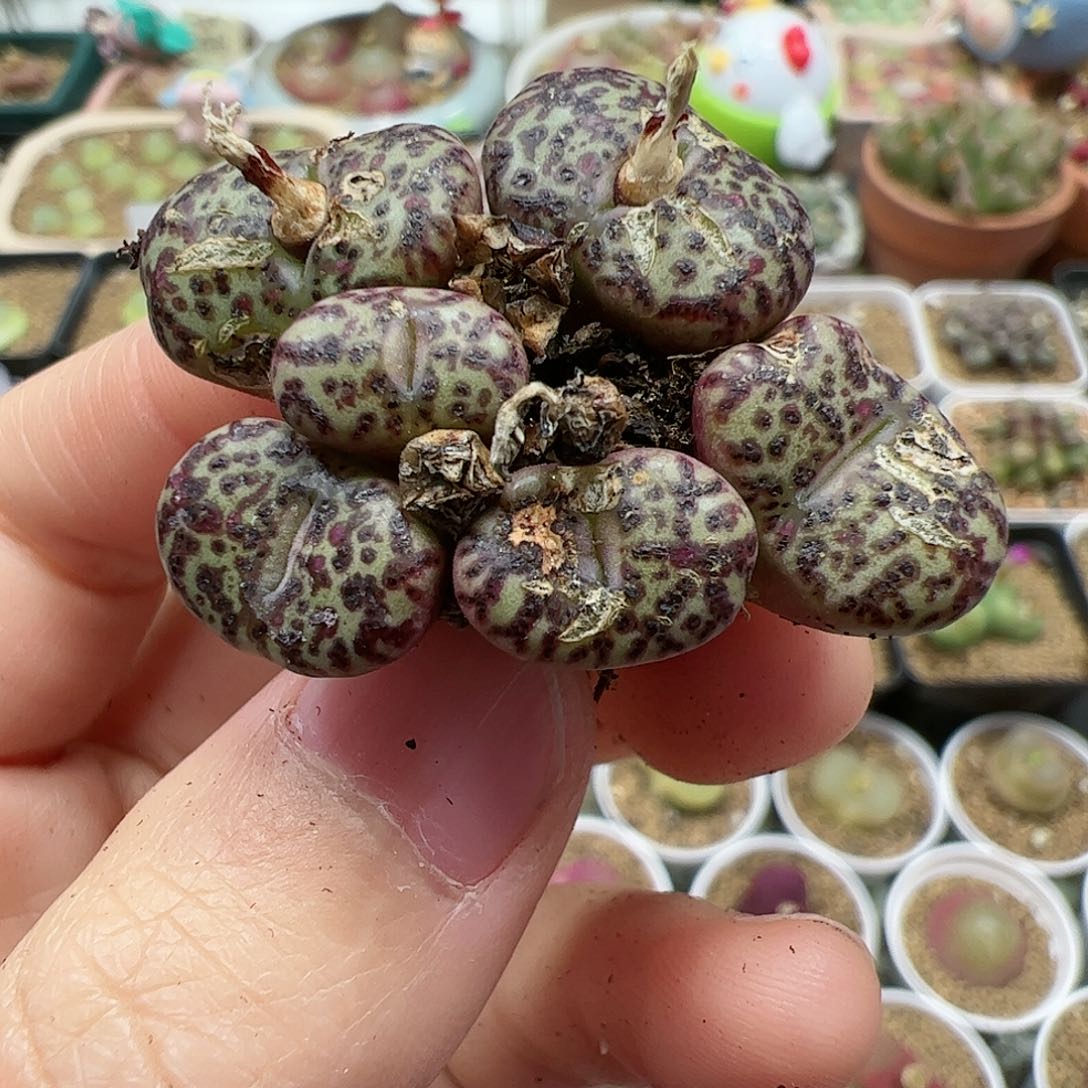 【闪购商品】107 秒