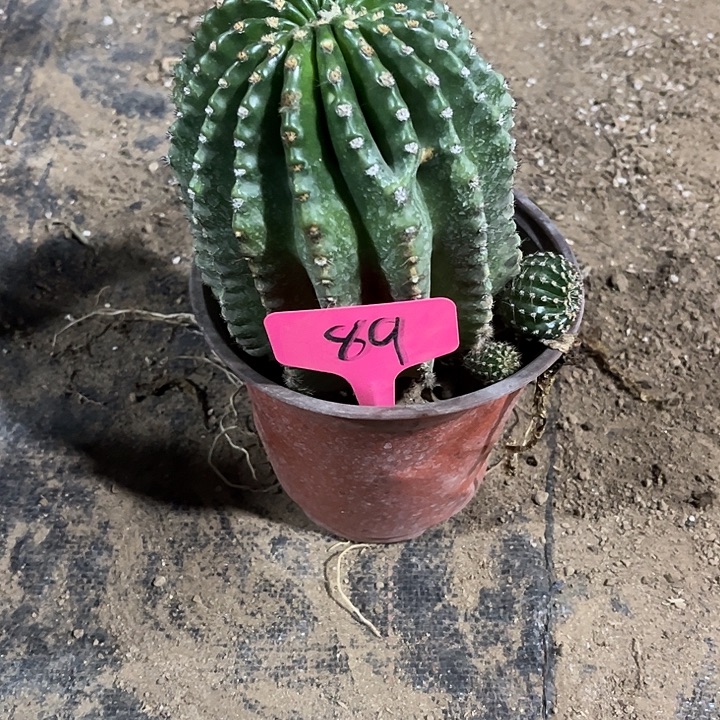 顺***者农淘金仙人球89号