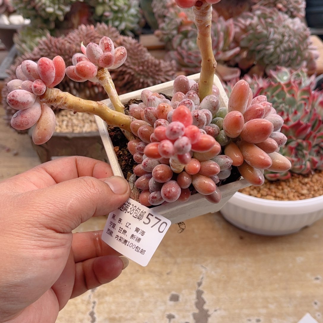 570汤圆德华多肉