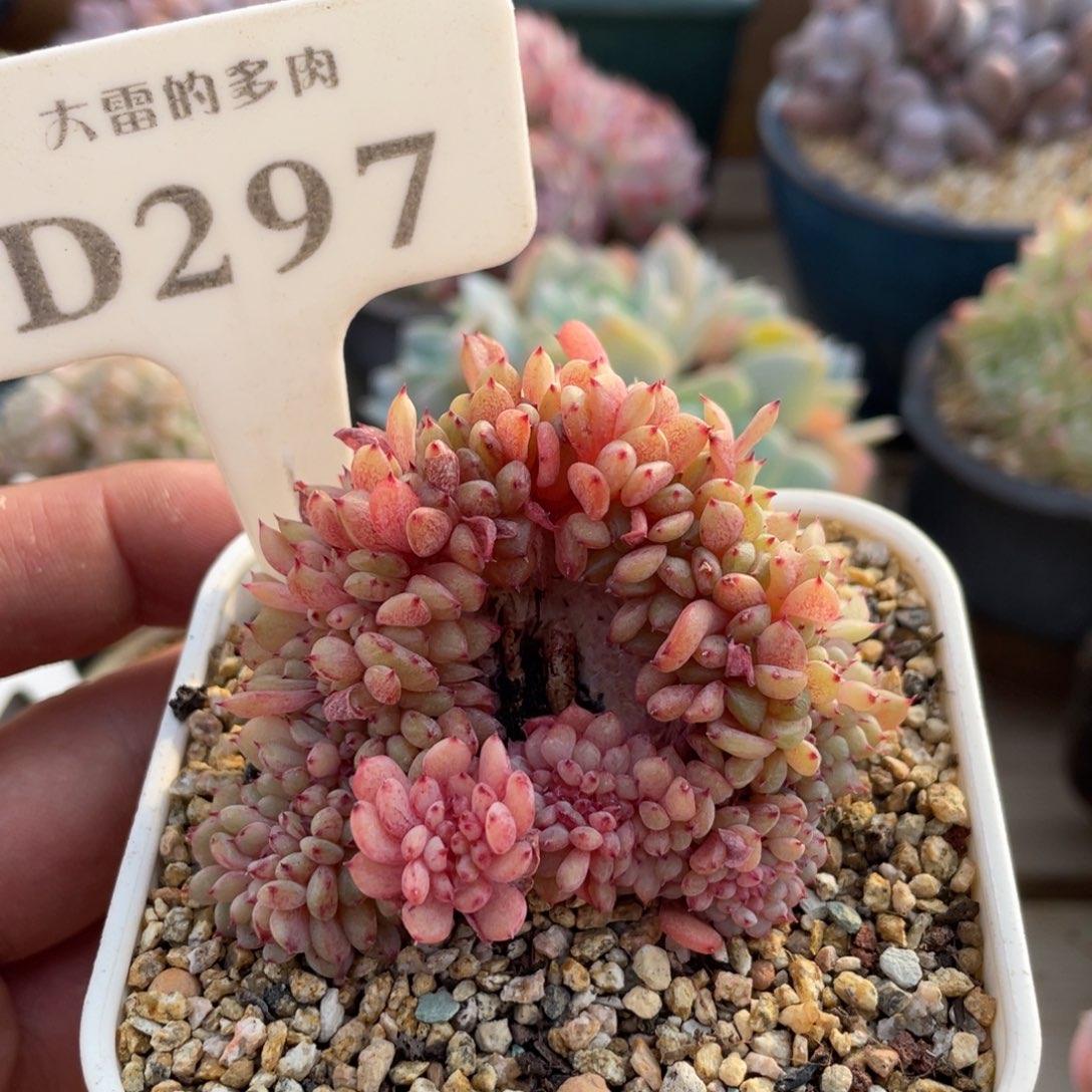 297白胖子缀不带盆7厘米