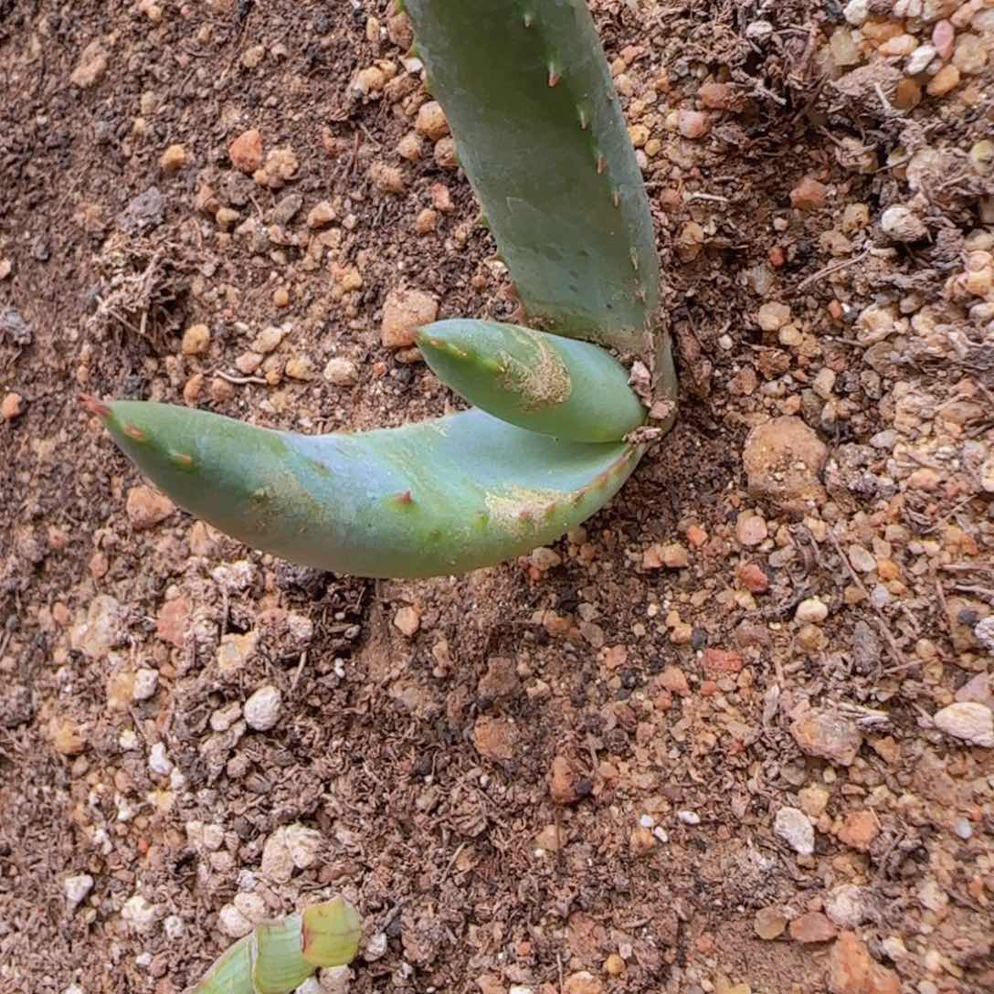 ?****人块根植物块块根植物