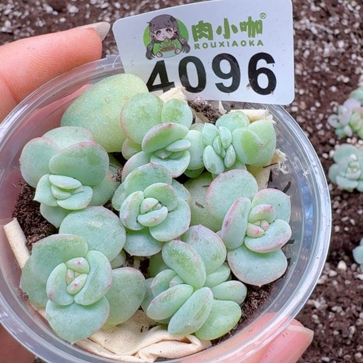 多肉植物多肉植物