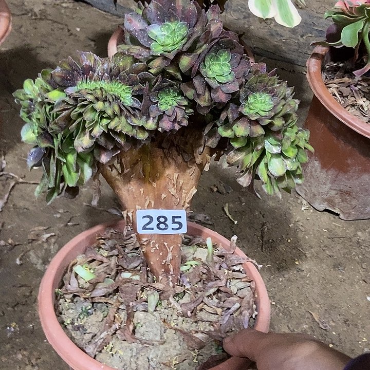 285抹茶缀化老板子