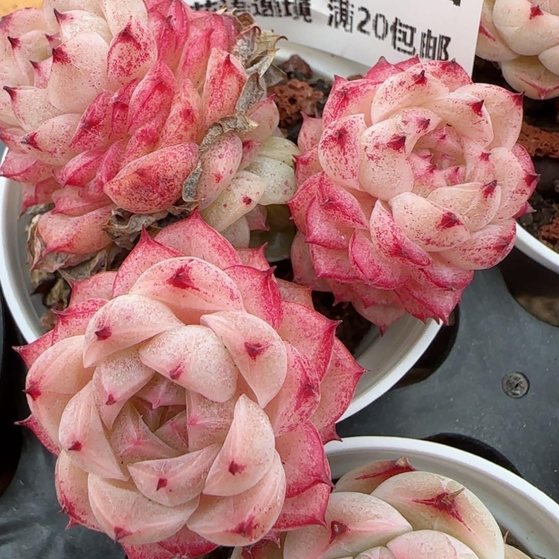 花语逸镜0204-272