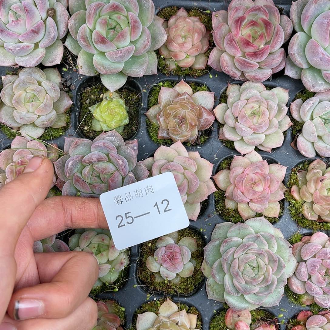 多肉一物一拍25-12