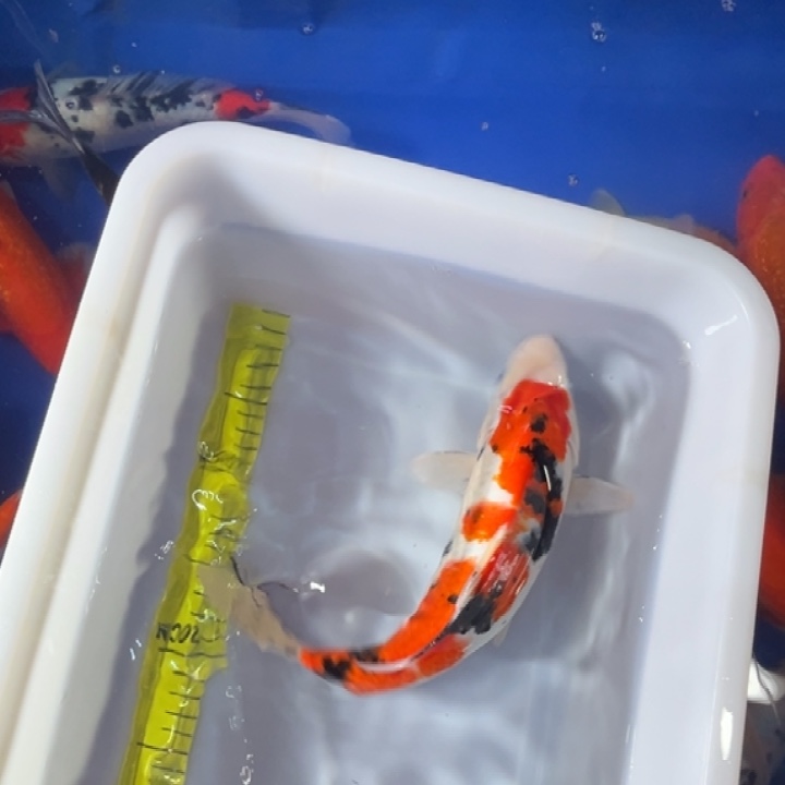 锦鲤锦鲤红白三色